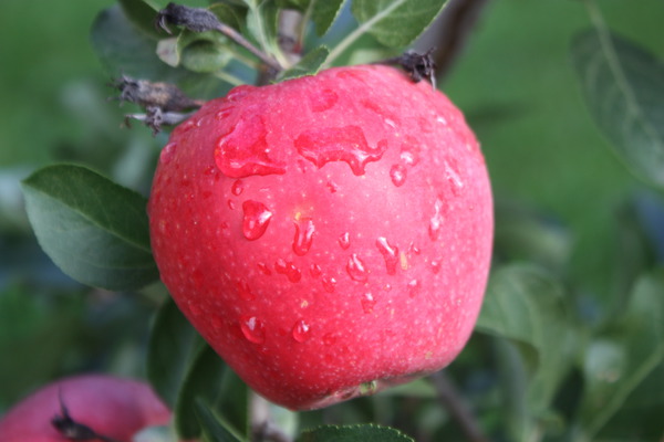 Apfel Paradis Myra Lubera