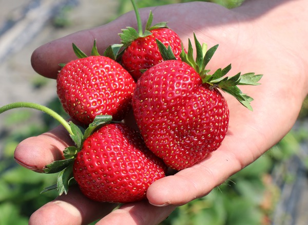 Erdbeere Frutium Bonneure - Frchte in der Hand