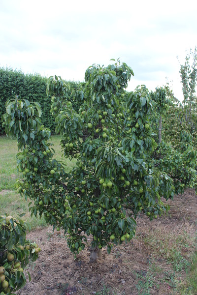 Mini-Birnbaum Pironi Lubera