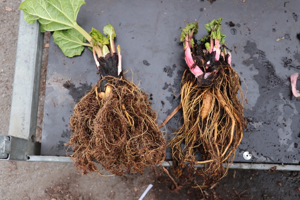 Rhabarber Jungpflanze;  typisches Wurzelsystem einer immertragenden Sorte, rechts normale Sorte, beide Jungpflanzen mikrovermehrt