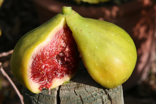 Young Plants Fig