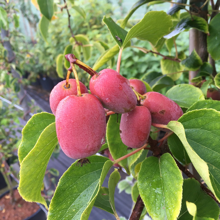 Kiwiberry® Pink Jumbo