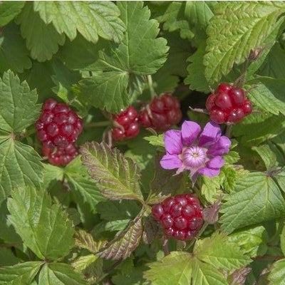 Allackerbeere 'Marika'-Jungpflanzen