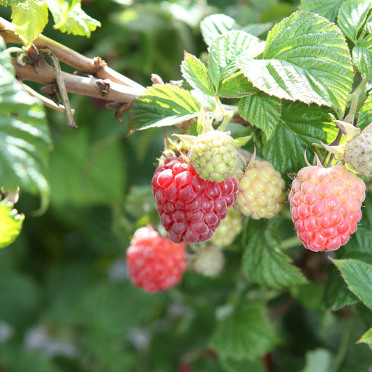 Raspberry Lowberry® 'Ruby Best®' - young plants