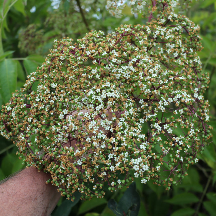 Gartenholunder Howunder® 'York'-Jungpflanzen