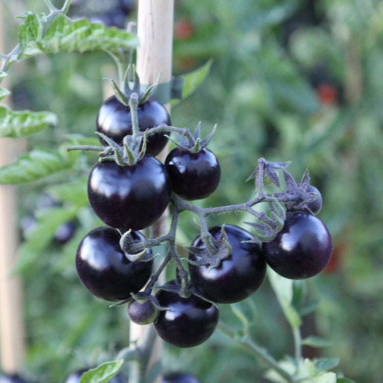 Freilandtomate OpenSky® 'Happyblack®'-Saatgut