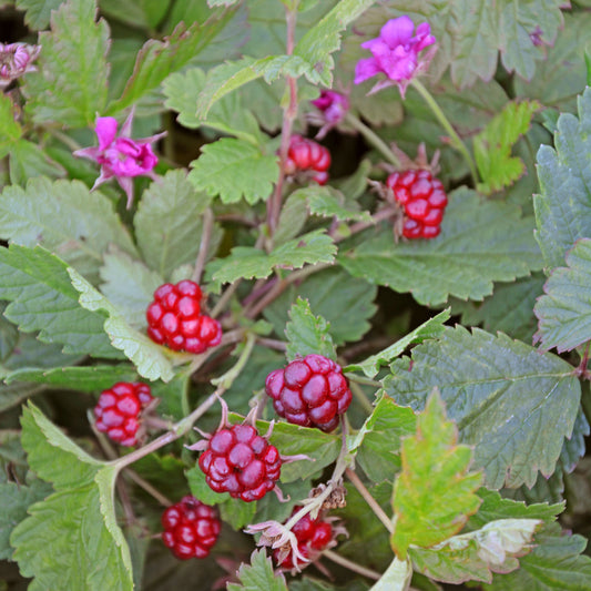 Allackerbeere 'Tarja'-Jungpflanzen