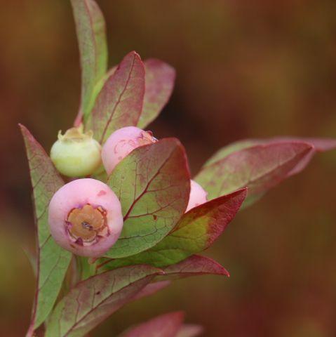 Blueberry 'Pink Bonbons'® young plants