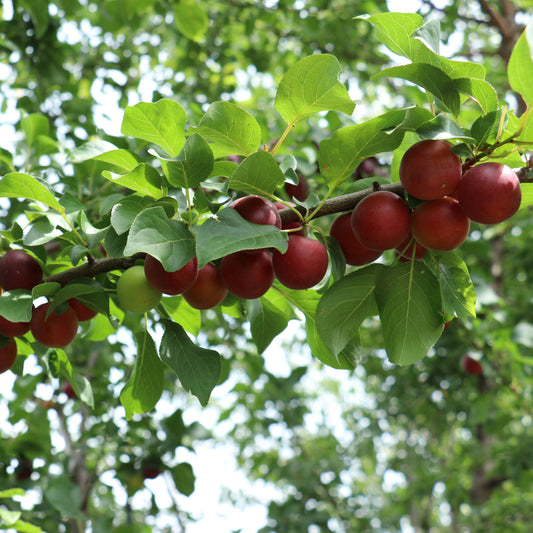 Robustikose® Promessa di Giugno