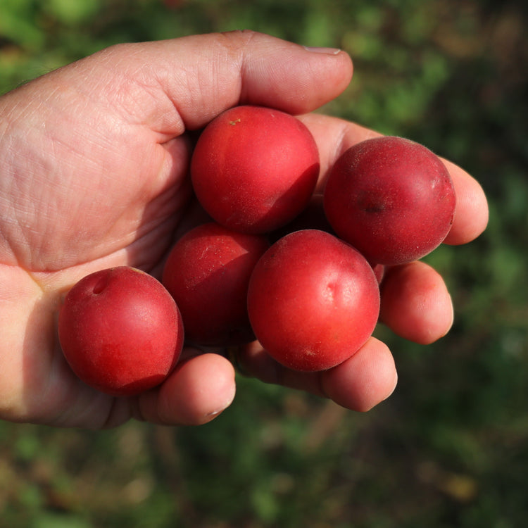 Robustikose® 'Vesuviana Rossa'-Jungpflanzen