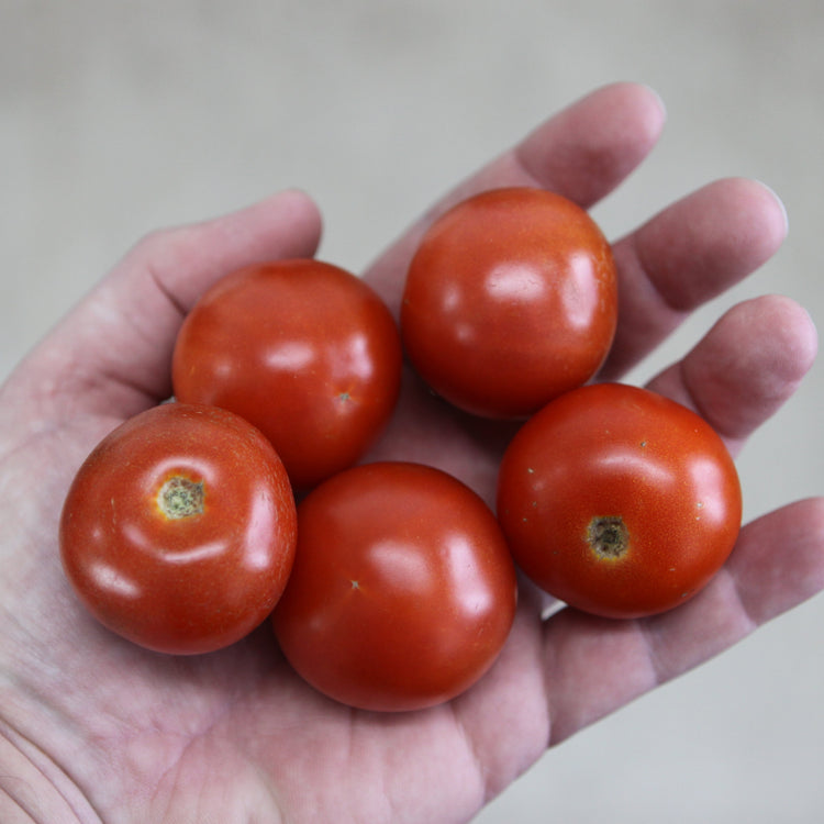 Freilandtomate OpenSky® 'Tombonne®'-Saatgut