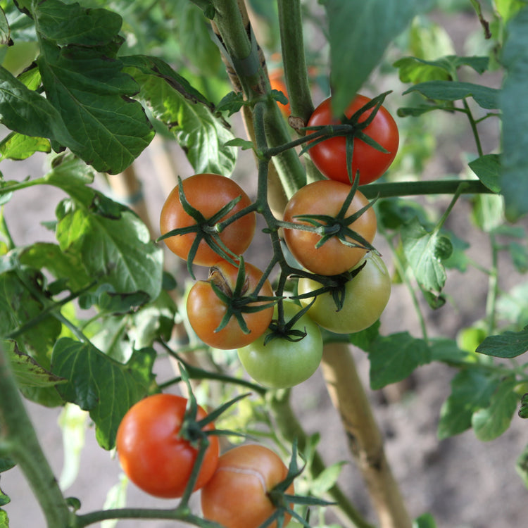 Freilandtomate OpenSky® 'Tombonne®'-Saatgut