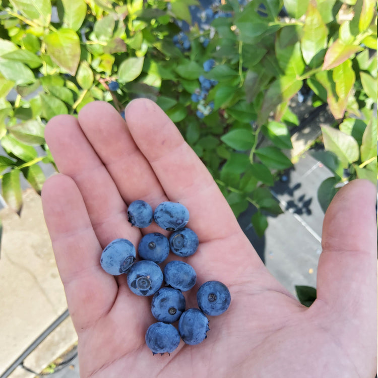 Blueberry 'Cabernet Splash' young plants